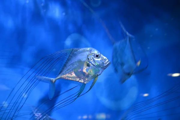 Poissons Fiers Dans Aquarium Séoul — Photo