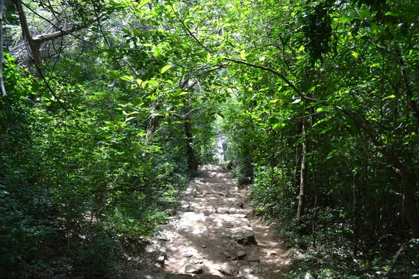 Зеленый Путь Лесу — стоковое фото