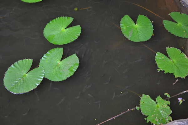 Bunga Lili Air Dan Ikan Menyedihkan — Stok Foto