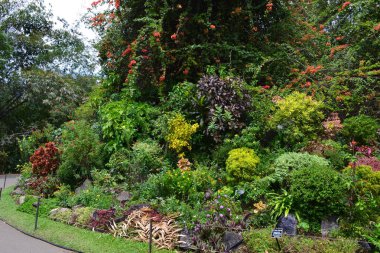 Kandy botanik bahçesi