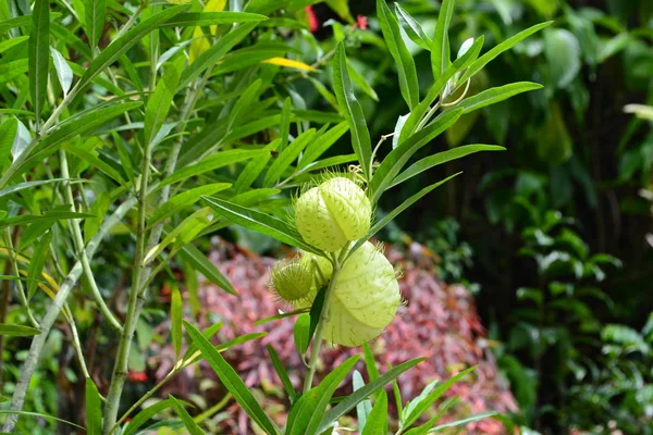 Flores Jardim Botânicas Kandy — Fotografia de Stock