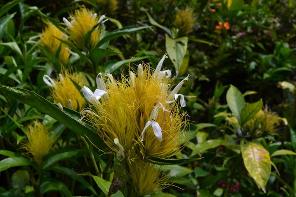 Botaniska Trädgården Blommor Kandy — Stockfoto