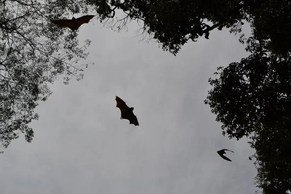 Morcegos Entre Árvores — Fotografia de Stock