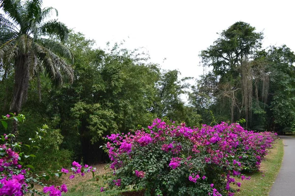 Botanischer Garten Kandy — Stockfoto