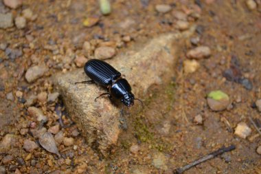 Küçük böcek dinleniyor