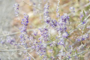 Lavanta. Çayırlarda veya tarlalarda mor lavanta çiçekleri ve sarı çimenler. Sanat fotoğrafçılığı.