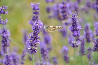 Çayırlarda veya tarlalarda mor lavanta çiçekleri ve yeşil çimenler. Yaz aylarında kelebek.