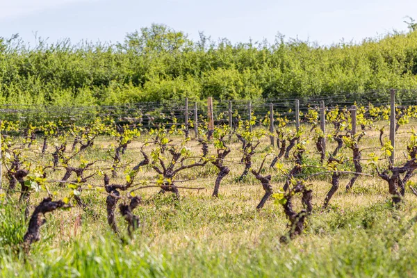 Winnice rolnictwo wiosną. Drewniane kijki z rozciągniętym metalowym drutem wspierają winnicę. Zielone krzewy. Selektywna koncentracja. — Zdjęcie stockowe