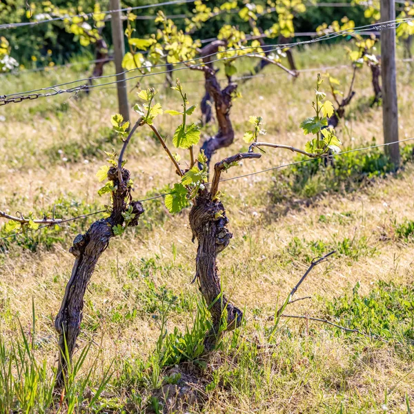 Tavasz. Young zöld levelei egy régi francia szőlőt. Szőlőültetvények mezőgazdaság tavasszal. Napsütéses nap. Lágy fókusz. — Stock Fotó