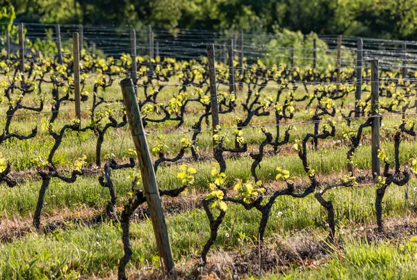 Zemědělské vinice na jaře. Dřevěné póly s roztaženými kovovými dráty podporují vinici. Keře. Selektivní zaměření. — Stock fotografie