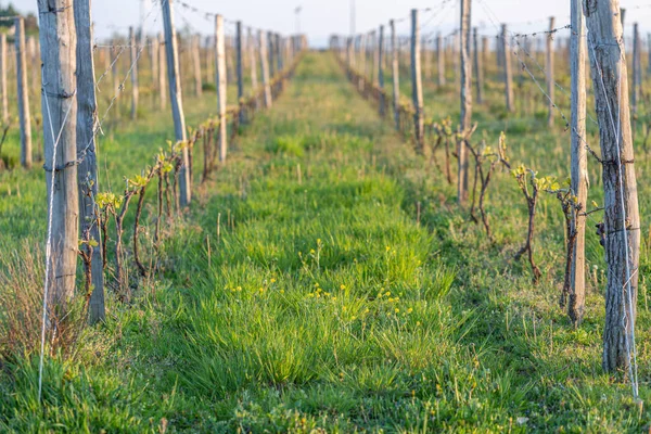 Drewniane słupy z rozciągniętym metalowym drutem wspierają winnicę w słoneczny dzień. Rolnictwo winnic wiosną. Miękkie skupienie. — Zdjęcie stockowe