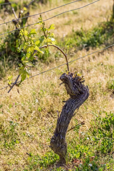 Frühling.junge grüne Blätter an einer alten französischen Weinrebe. Weinanbau im Frühjahr. sonniger Tag. Weicher Fokus. — Stockfoto