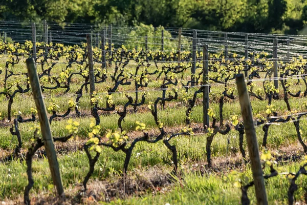 Wooden poles with stretched metal wire support the vineyard in sunny day. Vineyards agriculture in spring. Soft focus. — ストック写真