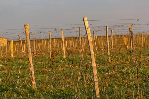 Holzpfähle mit gespanntem Metalldraht stützen den Weinberg. junge Blätter an einer alten französischen Rebe, die vom Abendlicht erhellt wird. Getöntes Image. — Stockfoto