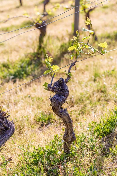 Winorośli w okresie wiosennym. Młode zielone liście na Starym francuskim winorośli. Winnice rolnictwo wiosną. — Zdjęcie stockowe