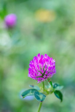 Güneşli bir günde yeşil bir çayırda mor yonca çiçeklenme. Yazın tarlada çimen ler ve çiçekler. Doğa bulanık arka plan.