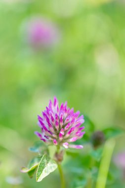 Güneşli bir günde yeşil bir çayırda yonca açmak. Doğa bulanık arka plan. Sığ alan derinliği. Tonlu görüntü. Kopyalama alanı.