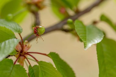 Tatlı yeşil kiraz yaz aylarında yeşil bir ağaç üzerinde olgunlaşır. Bahçede tatlı kiraz bir dalı meyve. Sığ alan derinliği 