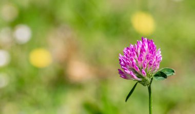 Güneşli bir günde yeşil bir çayırda pembe yonca çiçeklenme. Doğa bulanık arka plan. Sığ alan derinliği. Tonlu görüntü. Kopyalama alanı.