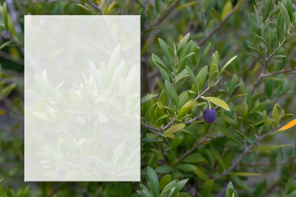 An olive tree branch with olives. Soft focus. Olive branch and blurry background. Mockup transparent for content. Copy space. — Stock Photo, Image