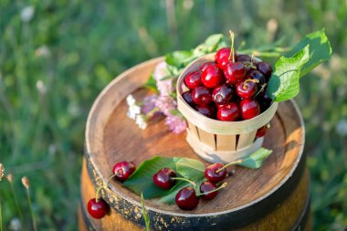 Bir sepet içinde tatlı kırmızı kiraz ve bir bahçede ahşap bir şarap varil üzerinde yabani çiçekler. Kopya alanı. Yumuşak odaklama.