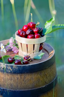 Bir sepet içinde tatlı kırmızı kiraz ve yaz aylarında bir meyve bahçesinde ahşap bir şarap varil üzerinde yabani çiçekler. Kopya alanı. Yumuşak odaklama.