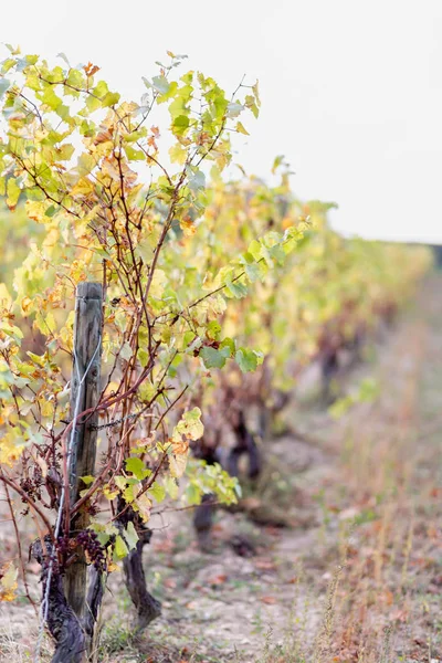 Podzimní listy hroznů. Na podzim Grapevine. Podzimní vinice. Měkký zaostření. Kopírovat místo — Stock fotografie