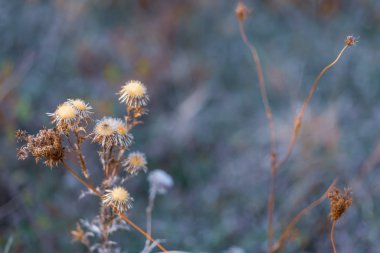 Sonbaharda bir tarlada kuru dikenli çiçekler. Doğa bulanık arka plan. Thistle. Sığ alan derinliği. Mavi Tonlu görüntü. Kopyalama alanı.