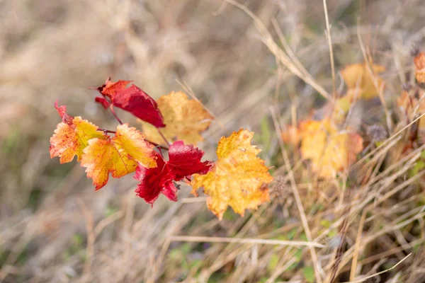 Grapevine in the fall. Autumn vineyard.  Nature blurred background. Shallow depth of field. Copy space. Art photography. — Stock Photo, Image