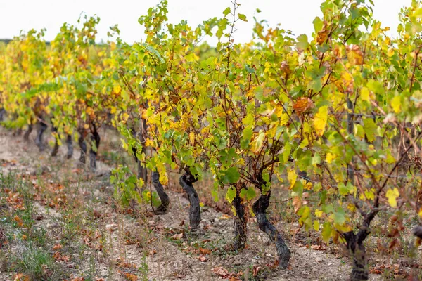 Осенние листья винограда. Виноград осенью. Осенний виноградник . — стоковое фото