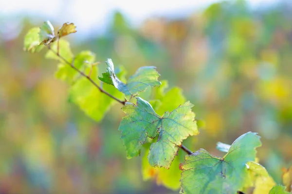 Herbstweinberg. Weichzeichner. Kopierraum. Getöntes Image. — Stockfoto