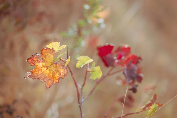 Autumn leaves of grapes.  Autumn vineyard. Soft focus. Toned image. Closeup — Stock Photo, Image