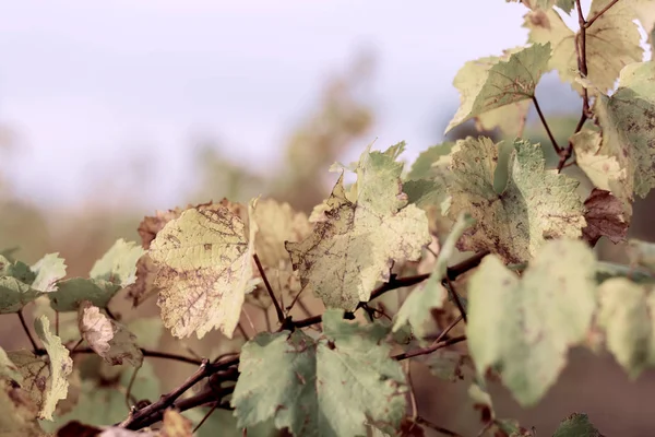 Podzimní listy hroznů. Modrá obloha a Grapevine na podzim. Podzimní vinice. Měkký zaostření. Tónový obraz — Stock fotografie