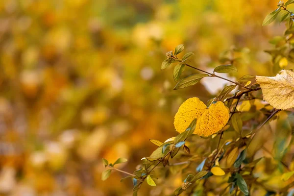 Autumn shrub yellow leaves. Autumn time. Nature beautiful blurred background and bokeh. Shallow depth of field. Copy space. — Stock Photo, Image