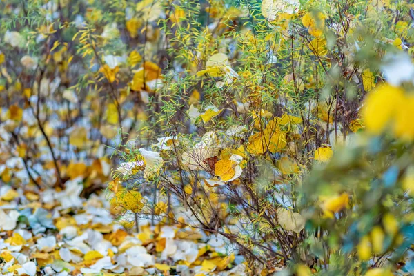 Autumn yellow leaves. Nature beautiful blurred background and bokeh. Shallow depth of field. Toned image. Art photography. — Stock Photo, Image