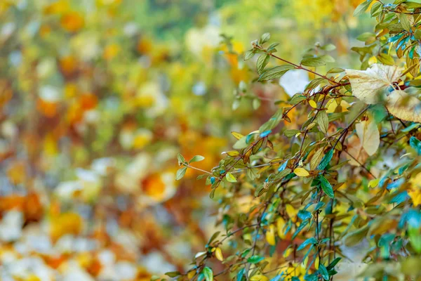 O outono arbustos folhas amarelas. Hora do Outono. Natureza bonito fundo de cor borrada e bokeh. Imagem tonificada. Espaço para cópia. Foco suave — Fotografia de Stock