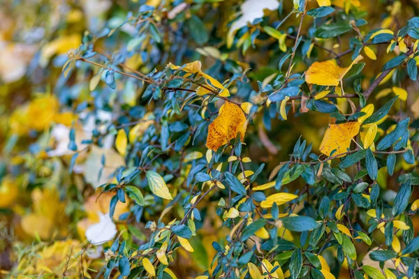 Autumn shrub yellow leaves. Autumn time. Nature beautiful blurred background and bokeh. Shallow depth of field. Art photography. — Stock Photo, Image