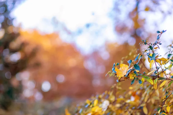 Autumn shrub yellow leaves. Autumn time. Nature beautiful blurred background and bokeh. Shallow depth of field. Copy space. — Stock Photo, Image