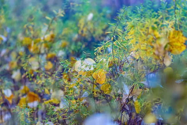 Autumn shrubs yellow leaves. Autumn time. Nature beautiful blurred background and bokeh. Shallow depth of field. Toned image. — Stock Photo, Image
