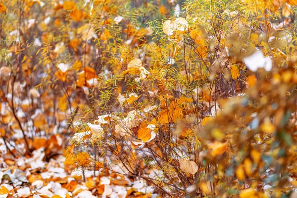 Folhas amarelas de outono. Hora do Outono. Natureza bonito fundo embaçado e bokeh. Profundidade de campo rasa. Imagem tonificada . — Fotografia de Stock