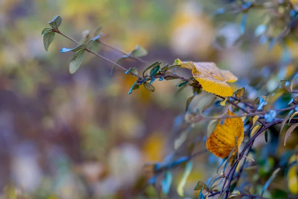 Shrubs yellow leaves. Autumn time. Nature beautiful blurred background and bokeh. Shallow depth of field. Toned image. Copy space. — Stock Photo, Image