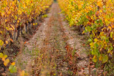 Sonbaharda üzüm bağı. Kuru ot ve sarı yapraklar. Bulanık arka plan. Sığ alan derinliği. 
