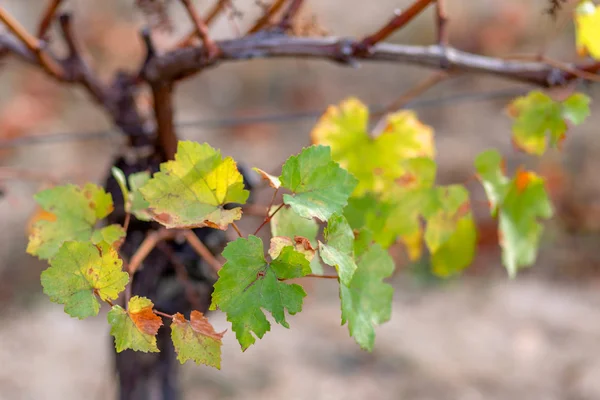 Herbstblätter von Trauben. Weinrebe im Herbst. Herbstweinberg. Weichzeichner. Kopierraum. Nahaufnahme — Stockfoto