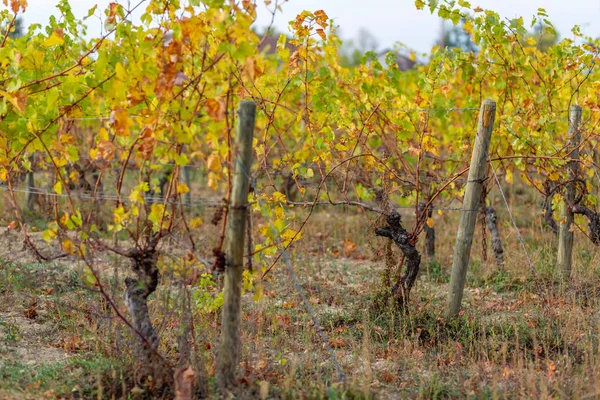 Vigneto in autunno. Pali in legno con filo metallico allungato sostengono la vigna. Erba secca e foglie gialle . — Foto Stock