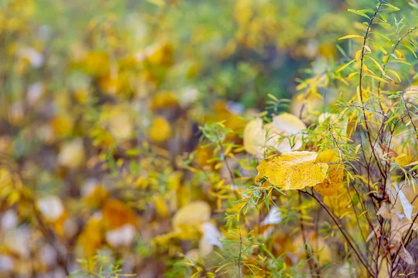 Autumn. Shrubs and yellow leaves. Nature beautiful blurred background. Shallow depth of field. Toned image. Copy space. — Stock Photo, Image