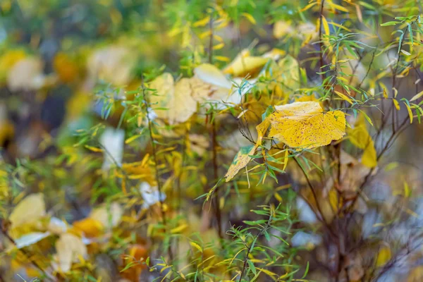 Żółte i zielone liście. Natura piękne niewyraźne tło i bokeh. Miękka ostrość. Stonowany obraz. Kopiuj przestrzeń. — Zdjęcie stockowe