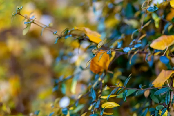 Krzewy i żółte liście. Jesień. Natura piękne niewyraźne tło. Płytkie głębia ostrości. Stonowany obraz. Kopiuj przestrzeń. — Zdjęcie stockowe