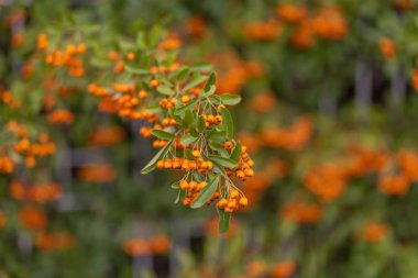 Alıç kırmızı meyveleri dalları üzerinde yetişir. Yeşil yaprakları ile küçük portakal meyveleri. Alıç sonbahar meyveleri.