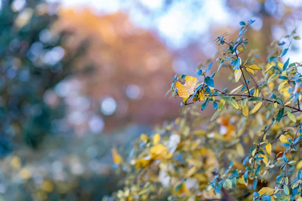 Folhas amarelas de outono em um arbusto no parque. Natureza bonito fundo embaçado e bokeh. Foco suave. Imagem tonificada. Espaço de cópia . — Fotografia de Stock
