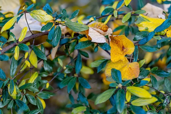 Autumn yellow leaves on a shrub in the park. Nature beautiful blurred background and bokeh. Toned image. Art photography. — Stock Photo, Image